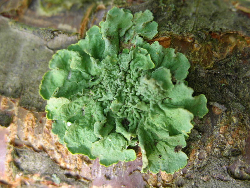 Dal Parco dello Strone (BS) ...